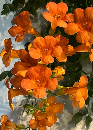🧡Campsis Creeper - The First Choice In Summer
