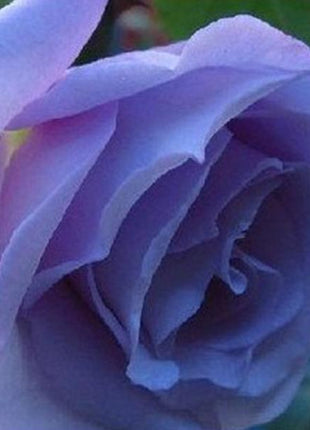 Light Blue Climbing Rose Seeds