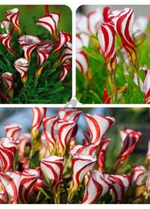 50Pcs Candy Cane Sorrel Oxalis Versicolor Seeds Garden Flowers