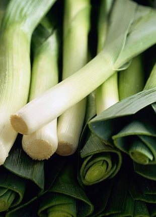 Leek Comanche F1 Organic