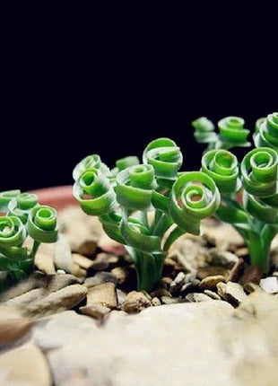 Egrow 100Pcs/Bag Sprial Grass Seeds Green Succulents Plants Garden DIY Bonsai Potted Flower Seed
