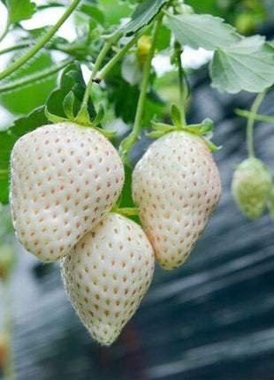 1 Bag Rare Milk Strawberry Seeds