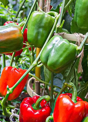 Rainbow Sweet Bell Pepper Seeds