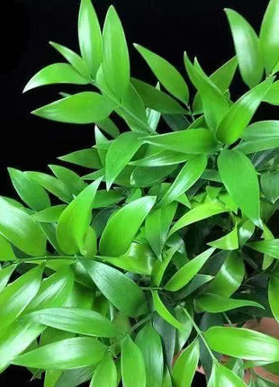 Lucky Bamboo Cypress Seeds – Indoor Live Houseplants for Home Décor, Low-Light Bamboo Plant, Feng Shui Good Luck Plant