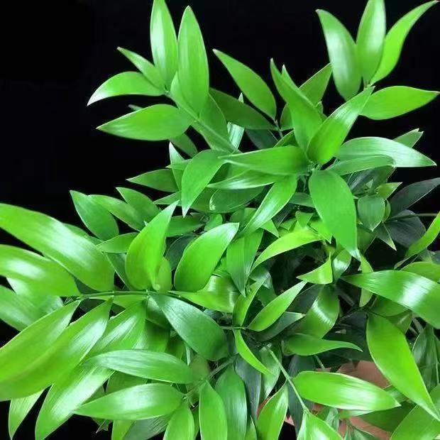 Lucky Bamboo Cypress Seeds – Indoor Live Houseplants for Home Décor, Low-Light Bamboo Plant, Feng Shui Good Luck Plant