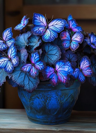 Begonia 'Moonlight Butterfly'