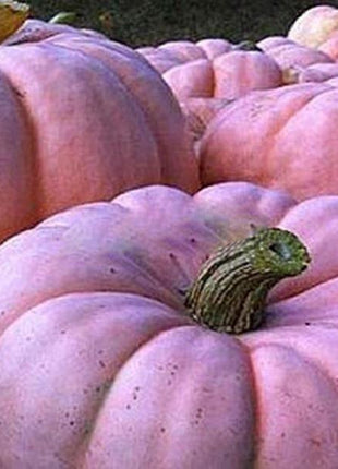 Pink Pumpkin Seeds