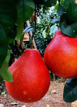 Perfume Red Pomelos Seeds