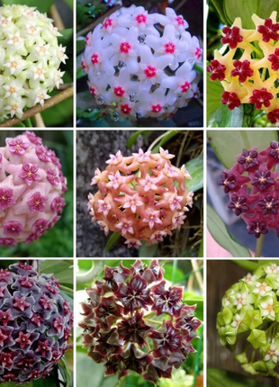 ⭐️Hoya Carnosa Flower Seeds 丨Star-shaped Flower Ball