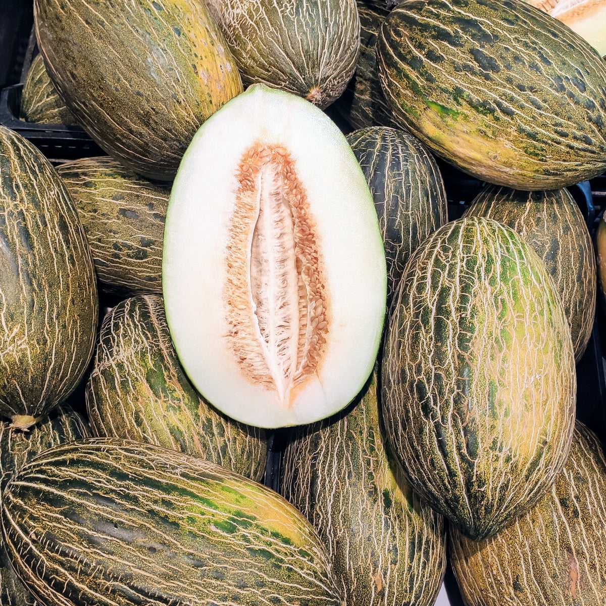 Piel De Sapo Melon