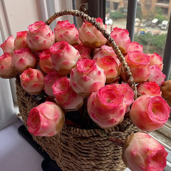 Collection image for: Succulent