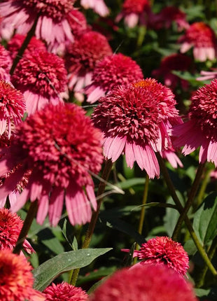 Coneflower Seeds (Echinacea)