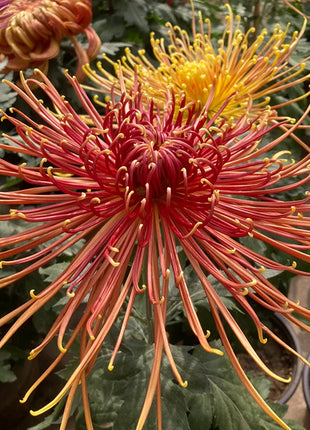 Rare Golden Chrysanthemum Seeds-Longevity Flower💞