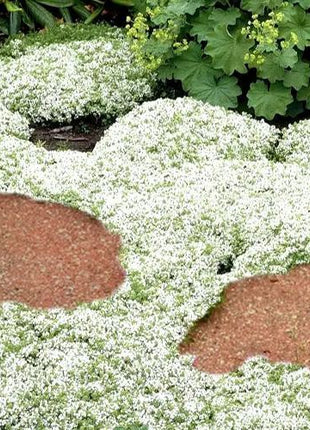 📣Optimal Ground Cover✨Creeping Thyme Seeds