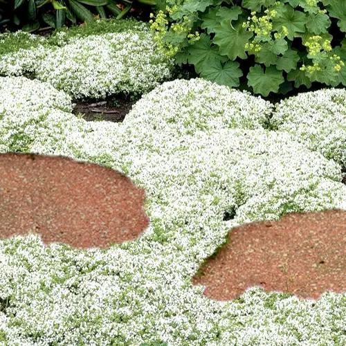 📣Optimal Ground Cover✨Creeping Thyme Seeds