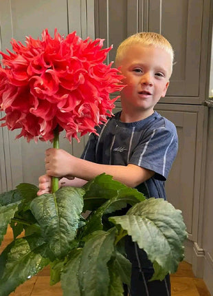 Mixed Giant Dahlia Seeds