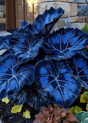Kaleidoscope Caladium Plant