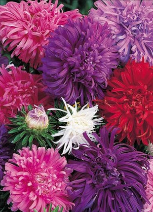 China Aster Seeds - Ostrich Feather Mix