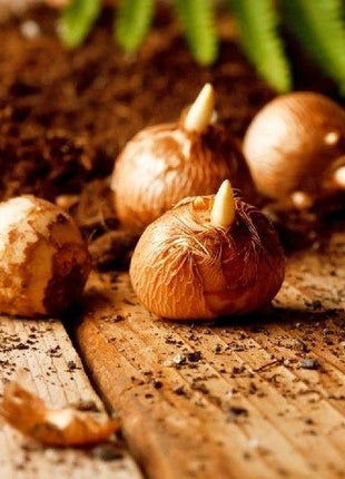 CROCUS BULBS - LARGE FLOWERING MIX