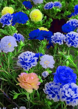 💙Muti-color Portulaca Flower Seeds