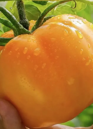 Yellow Persimmon Seeds