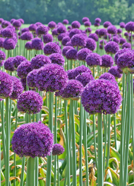 Giant Allium Giganteum Ornamental Onion Flower