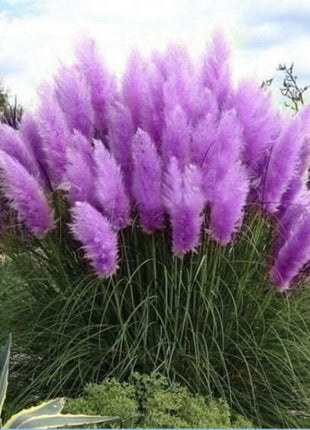 1000 Pampas Grass Seeds – Hardy Perennial Ornamental Grass with Tall, Feathery Plumes, Easy to Grow for Gardens, Borders & Outdoor Landscaping Décor