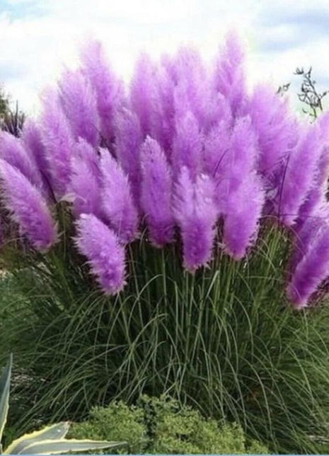 1000 Pampas Grass Seeds – Hardy Perennial Ornamental Grass with Tall, Feathery Plumes, Easy to Grow for Gardens, Borders & Outdoor Landscaping Décor