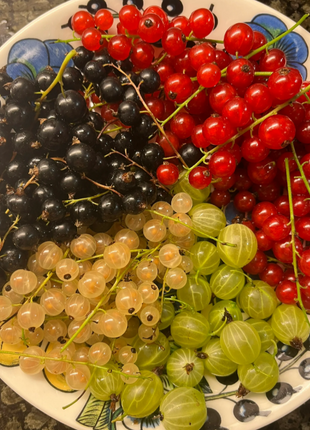 Multicolor Gooseberry Seeds