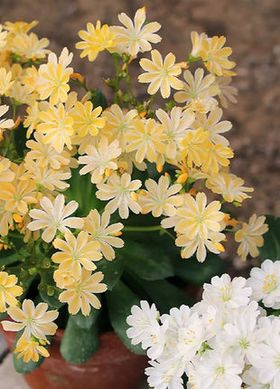 Lewisia Cotyledon Flower Seeds