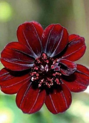 50Pcs Rare Chocolate Flowers Seeds Cosmos Bonsai