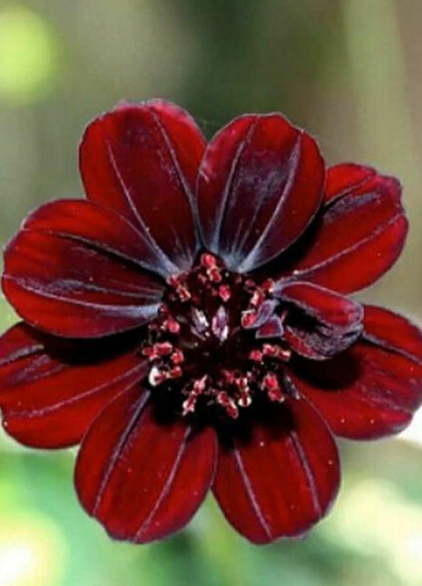 50Pcs Rare Chocolate Flowers Seeds Cosmos Bonsai
