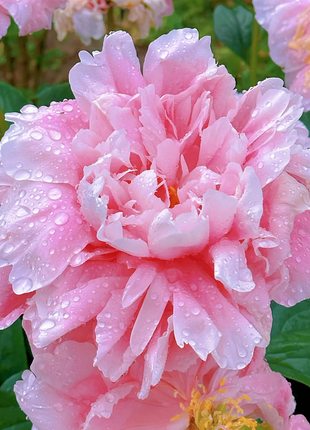 🌺Multicolor Double Peony - The Stunning Flower Of Time