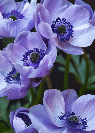 🌸Double Anemone Seeds