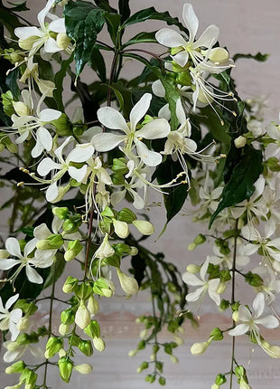 🌼Weeping Jasmine Seeds - White Jade Butterfly
