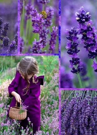 200Pcs Provence Lavender Seeds Fragrant Organic Flower Seeds Home Garden Bonsai Plant