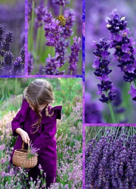 200Pcs Provence Lavender Seeds Fragrant Organic Flower Seeds Home Garden Bonsai Plant