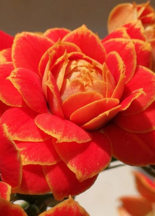 🌺Golden Fox Longevity Flower Seeds—Health And Longevity