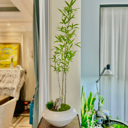 🎋Ornamental Miniature Purple Bamboo——“Lucky Feng Shui Bamboo”