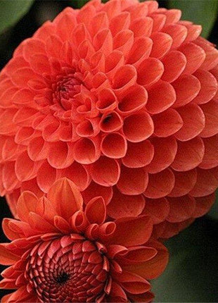 100Pcs Dahlia Bulb Flower Seeds Bonsai Flower