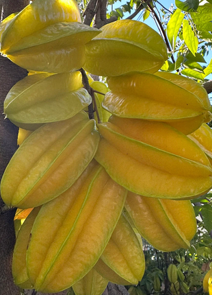 Four Seasons Star Fruit Seeds