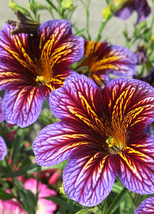 Chilean Morning Glory Seeds