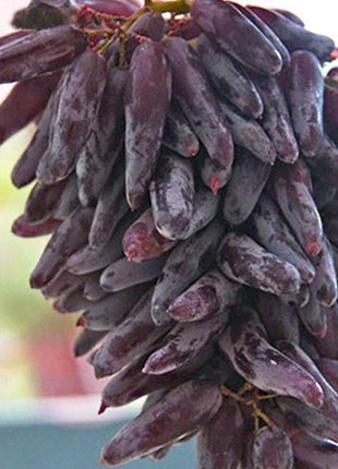 Advanced Finger Grape Fruit Seeds