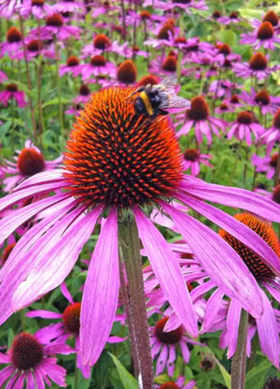 50Pcs RARE PURPLE CONEFLOWER SEEDS