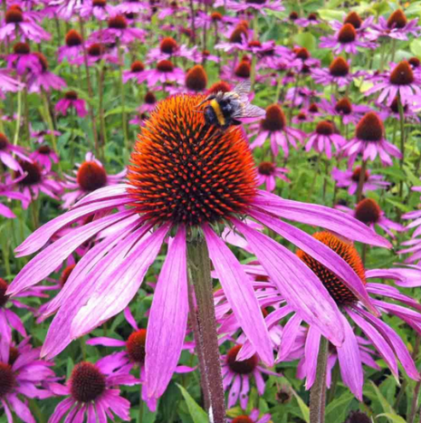 50Pcs RARE PURPLE CONEFLOWER SEEDS