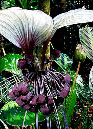 Rare Exotic White Bat Flower Seeds | Tacca Integrifolia