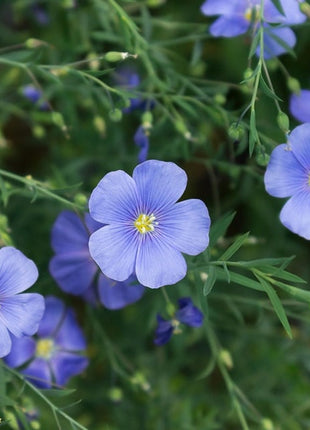 Perennial Blue Flax Seeds, Linum Perenne