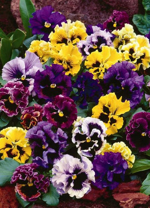 Pansy Giant Fancy Mix Seeds