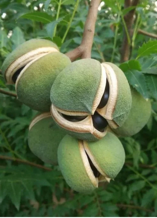 Xanthoceras Sorbifolia Flower🌺Flowers Bloom And Good Luck Comes