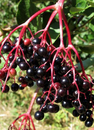Egrow 50Pcs,100 Pcs/Pack Elderberry Seeds Green Polygonum Japonicum Seed Garden Decoration